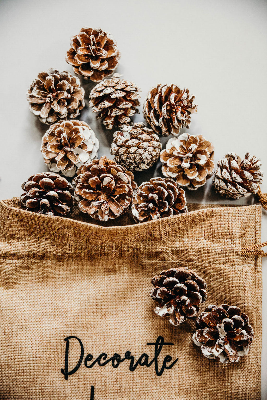 2 in White Coated Pine Cone