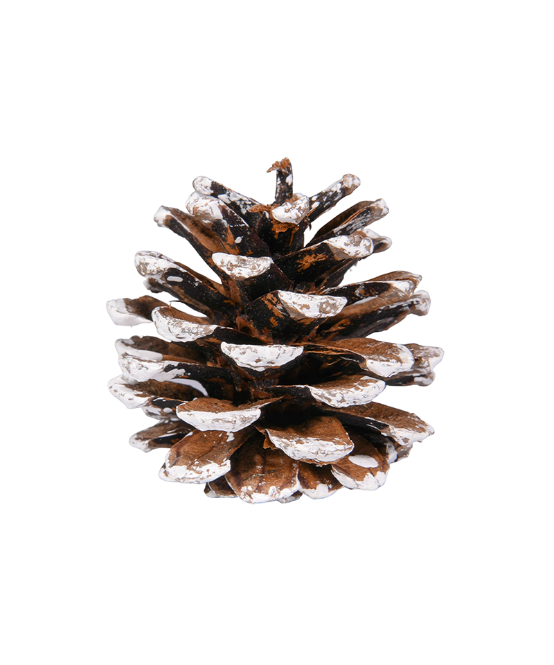  White Pine Cones - (10) 2.5 to 4” Tall Bulk Package Premium,  White, Snowy, Frosted Pine cones, and Perfect for Holiday Crafting and  Christmas Accent Decor. Wreaths, Vase Filler, or Ornaments 