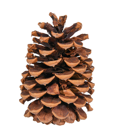 5 in Natural Pine Cone